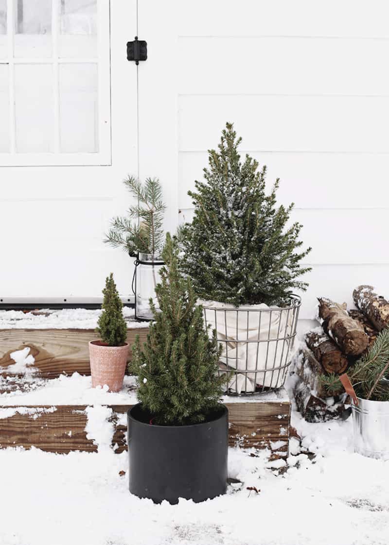 stunning-outdoor-decorations-christmas-trees