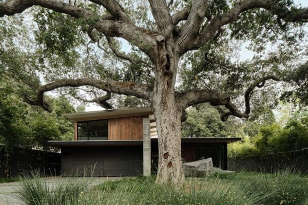 featured posts image for Massive oak tree defines this incredible modern sanctuary in Northern California