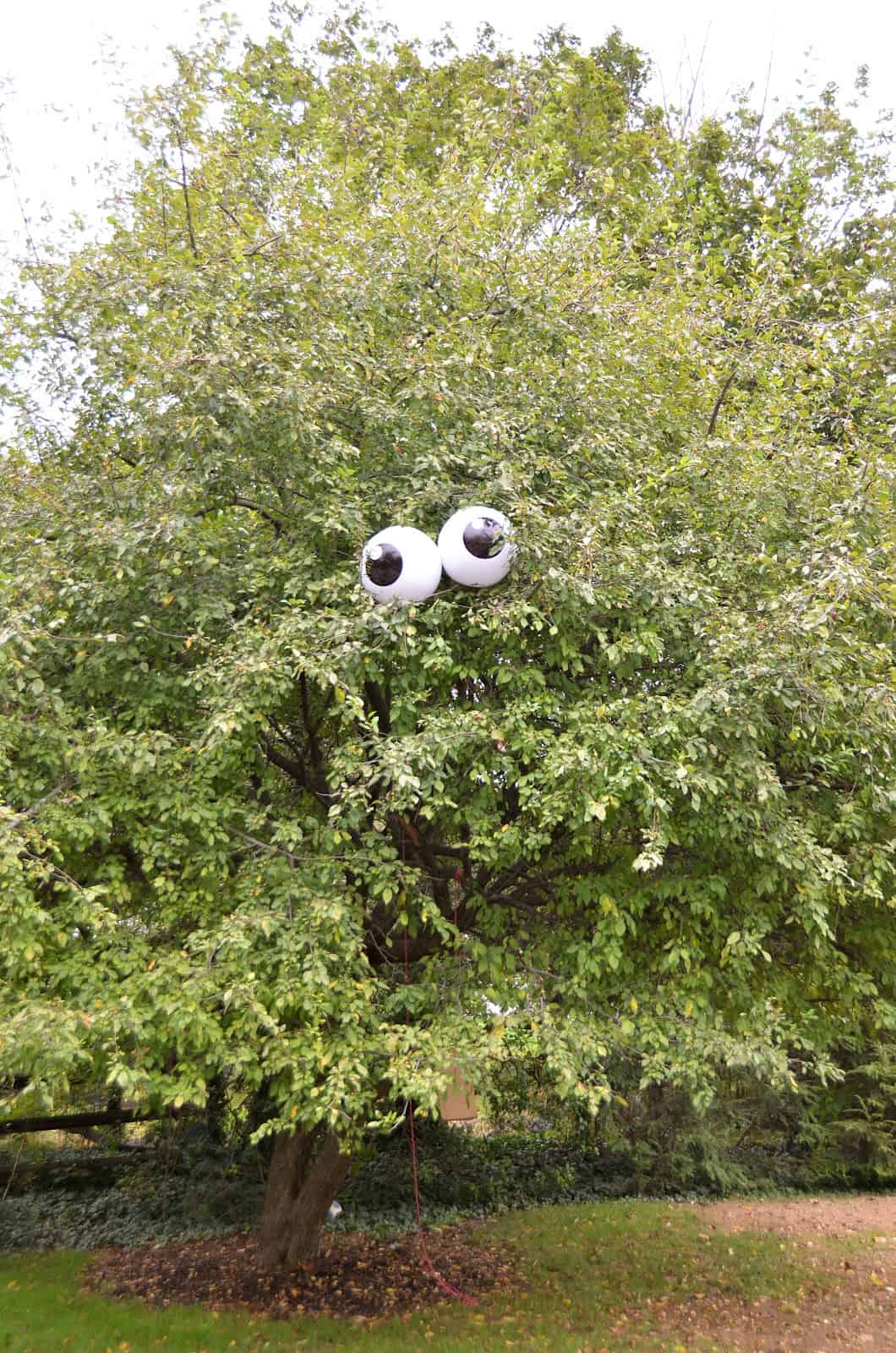 spooky-eyeballs-in-a-tree