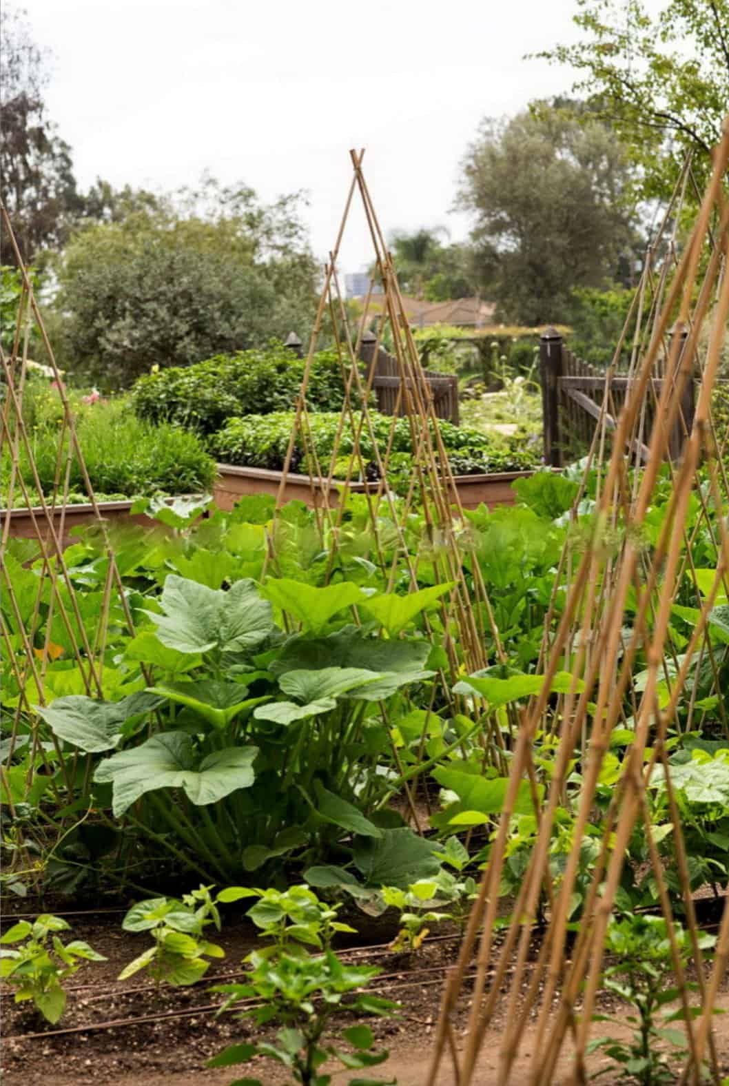 edible-kitchen-garden-ideas