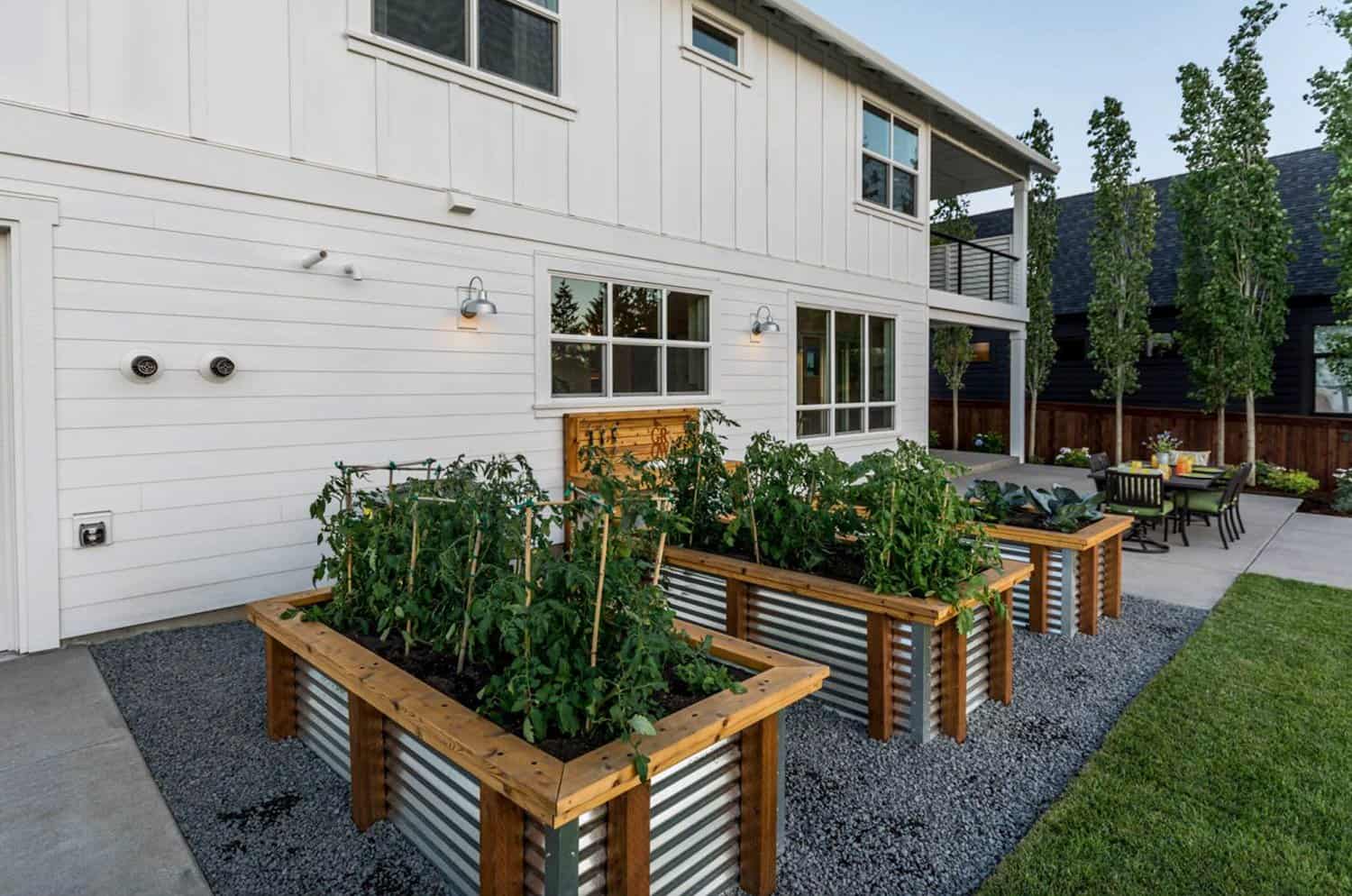 raised-garden-beds-of-corrugated-steel-filled-with-planted-vegetables