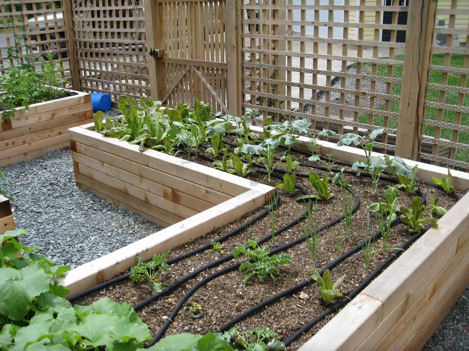 fenced-garden-with-raised-beds-and-growing-vegetables