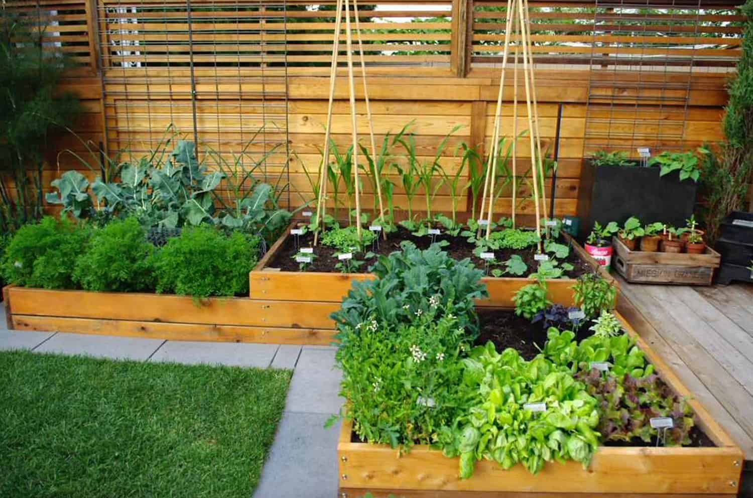 raised-cedar-garden-planted-with-vegetables