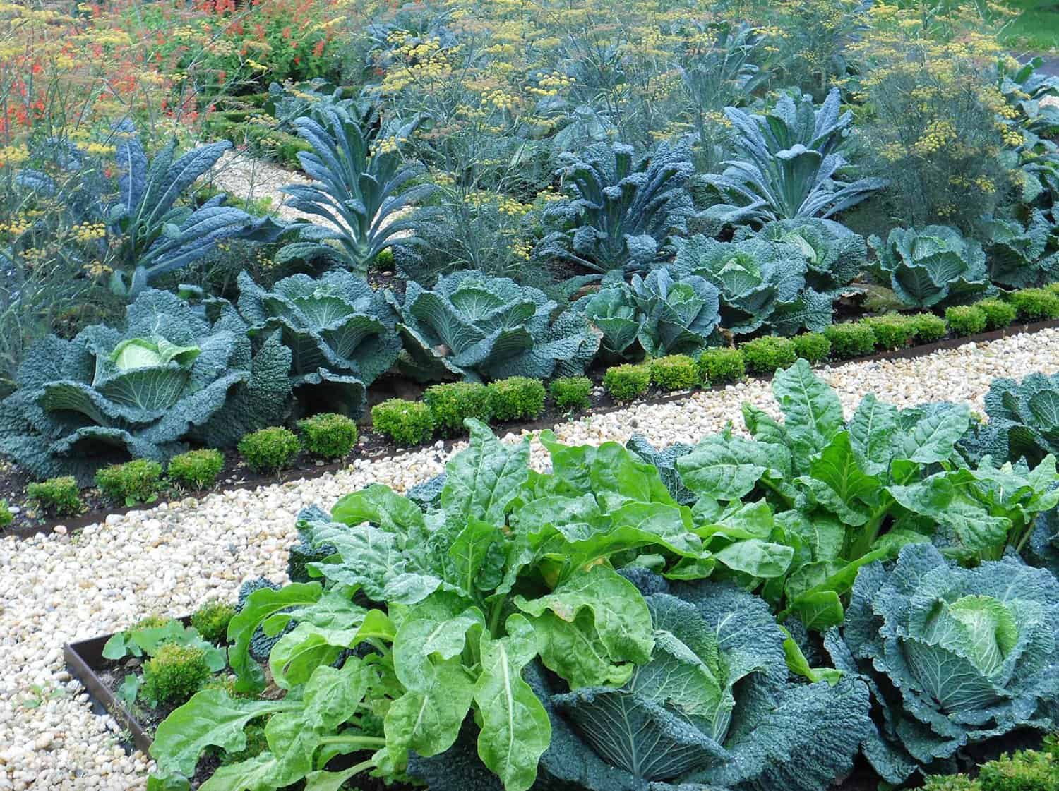 ornamental-vegetable-garden-with-edging