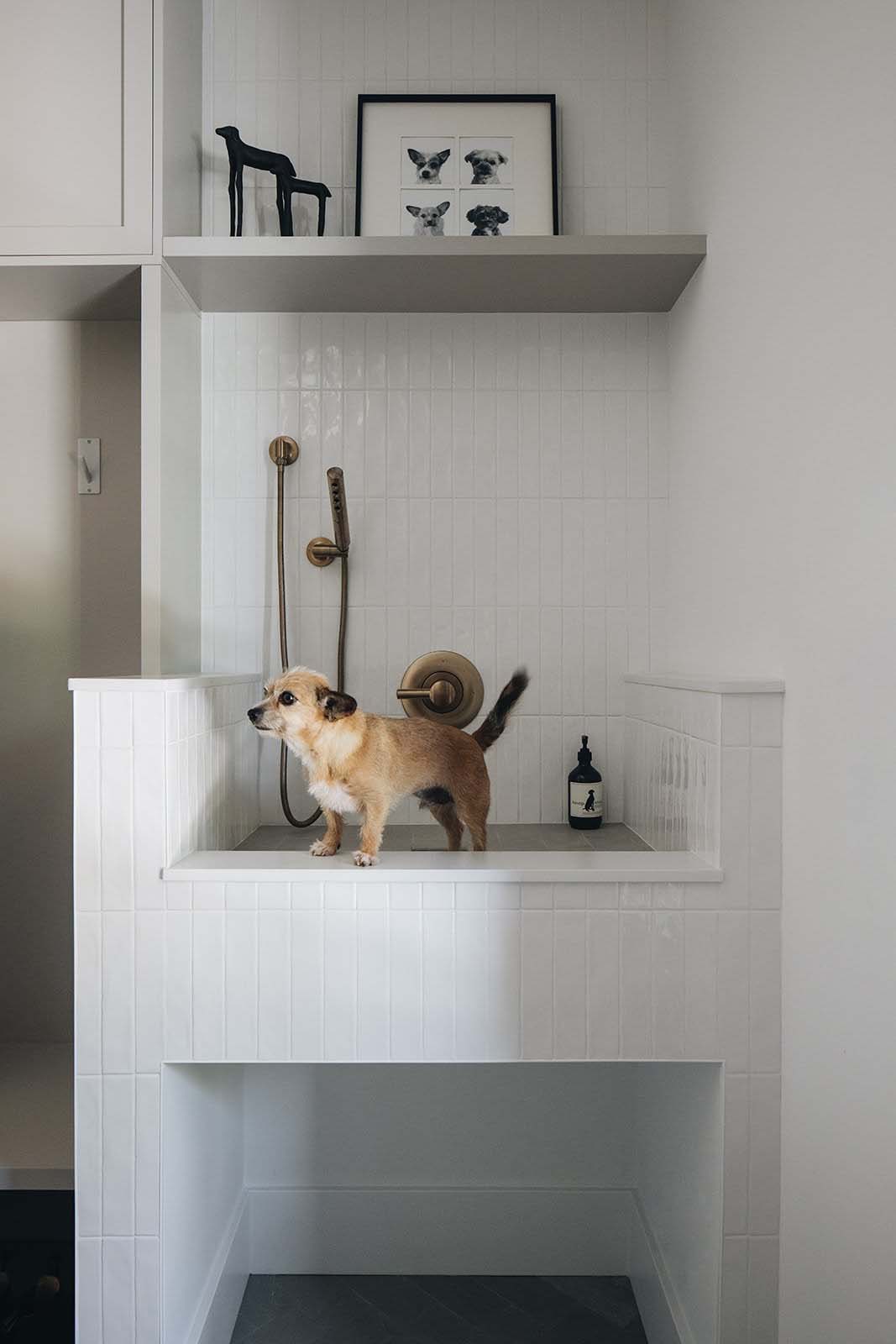 transitional-mudroom-entry-with-a-dog-bath