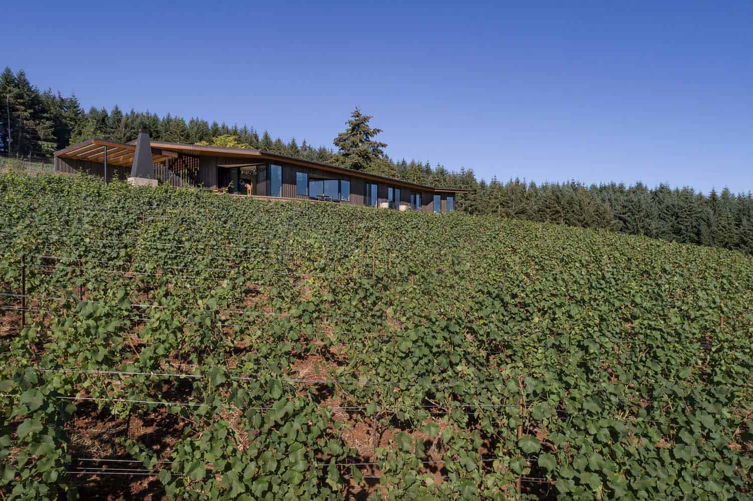 modern-vineyard-home-landscape