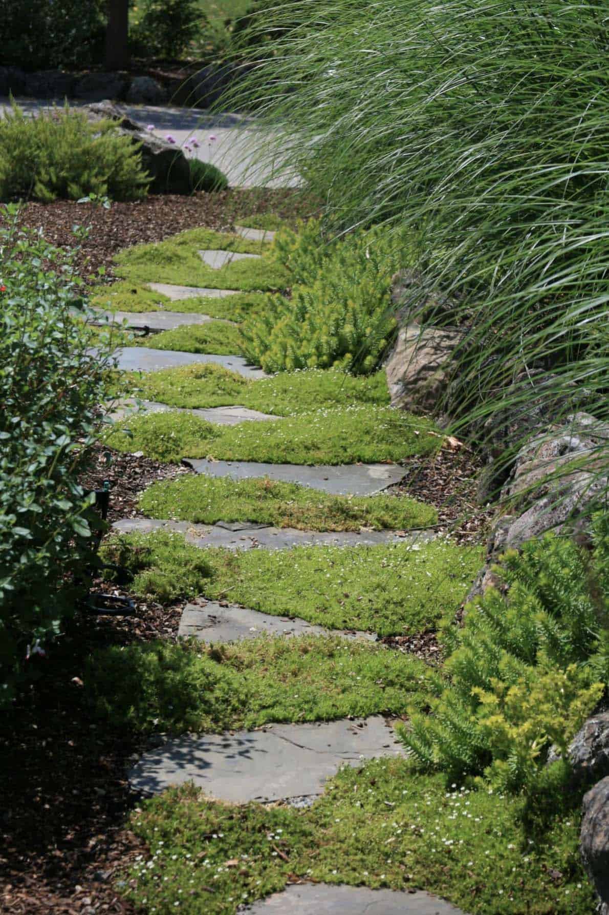 mossy-stepping-stone-pathway