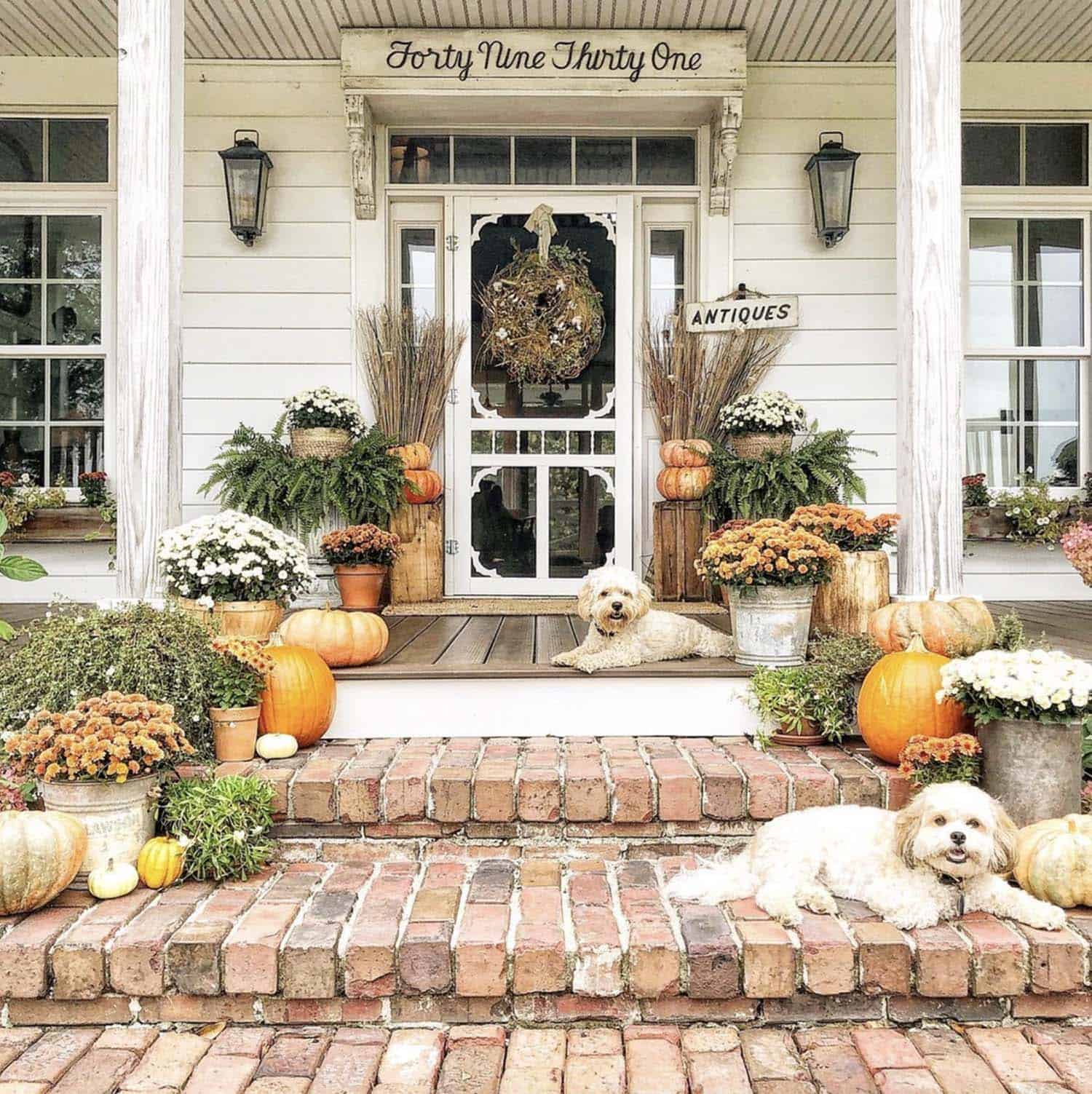 inviting fall front porch with pumpkins, mums and two small dogs