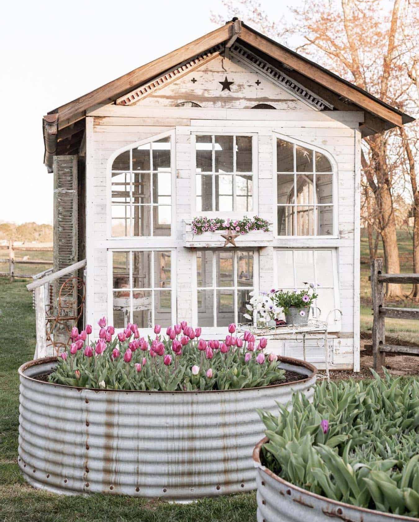the flower shed greenhouse with a galvanized container planted with tulips